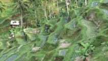Ubud; rice terrace